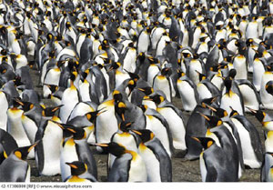 pinguini-socializand