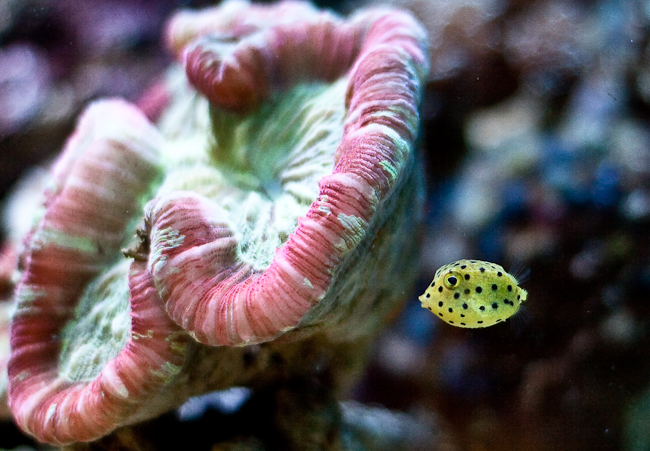 acvariu corali